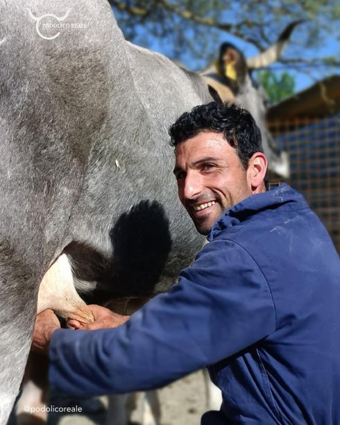 Immagine Podolico Reale Podolico Reale