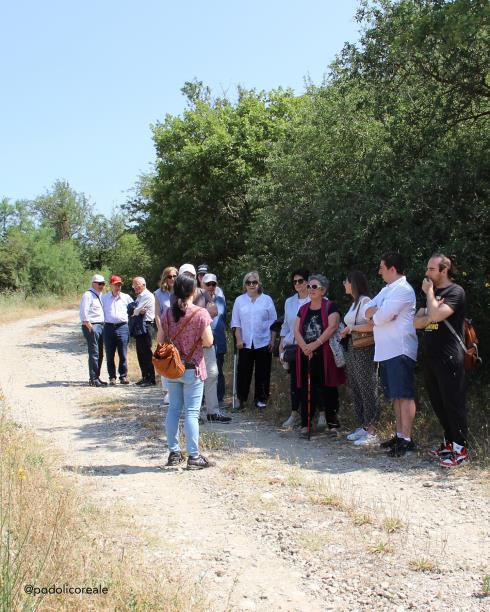 Immagine Podolico Reale Podolico Reale