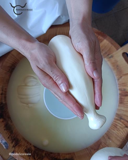 Immagine Podolico Reale Podolico Reale