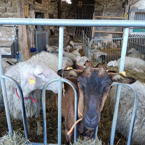 Immagine Le langhette societ¿ semplice agricola Le langhette società semplice agricola