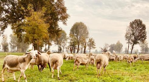 AZIENDA AGRICOLA BIANCHESSI
