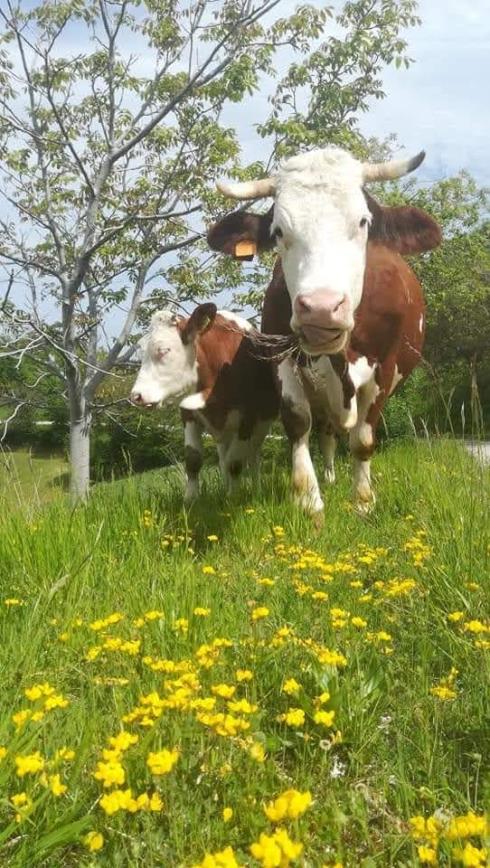 Immagine Le Capre di Capradosso Le Capre di Capradosso