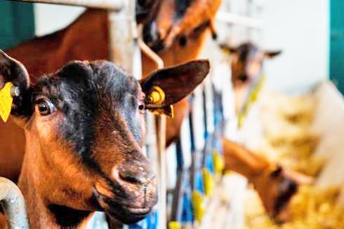 Cà de Bi Società Agricola Srl