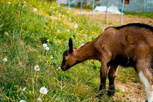 Cà de Bi Società Agricola Srl